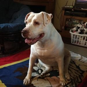 Meet your Posher, Joyce